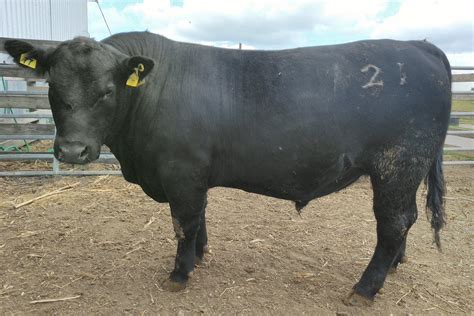 Angus Bulls For Sale And Lease — Buckmaster Farms Registered Black Angus