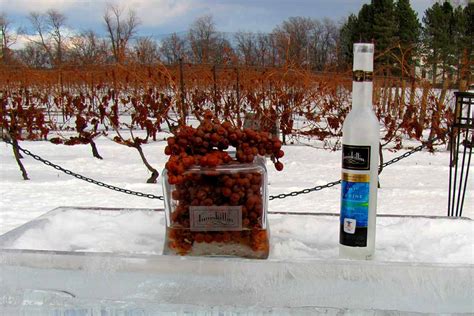 intro  icewine  wine crafted  temperature extremes insidehook