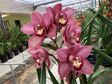 Cymbidium saiba como cultivar esse gênero de orquídeas