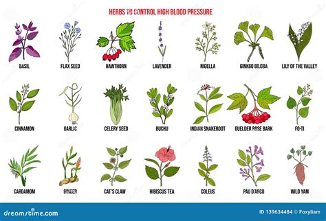 Best Herbs To Control High Blood Pressure Stock Vector Illustration