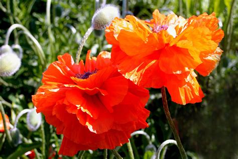 Мак декоративный на клумбе (73 фото) - фото - картинки и рисунки ...