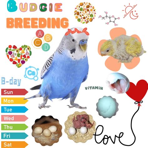 Budgie Breeding How To Prepare Their Environment For Reproduction