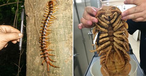 Big Ass Bugs To Bring Home And Show Your Wife Ebaum S World