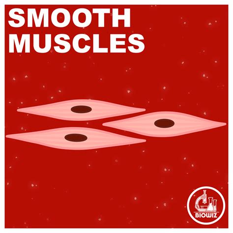 Where Smooth Muscles Are Found - RYZE Superfoods