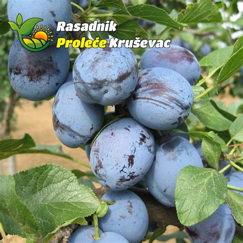 Sadnice Šljive Čačanska Lepotica