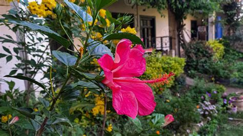 Hibiscus rosa-sinensis, Chinese hibiscus, China rose, Hawaiian hibiscus