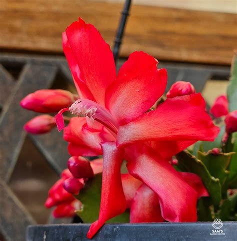 Sams Garden Centre How To Grow And Care For Zygocactus Expert Tips For Vibrant Flowers