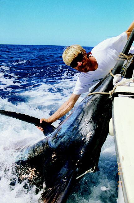Photos of Atlantic Blue Marlin (including World Records) - page 2
