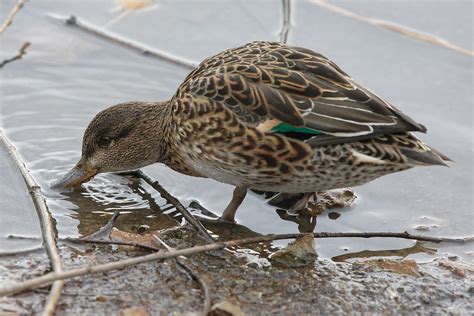 Чирок-свистунок, самка - Teal, female | Москва, Царицыно | Svetlana ...