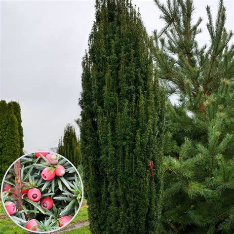 Tisa (Taxus baccata Fastigiata)