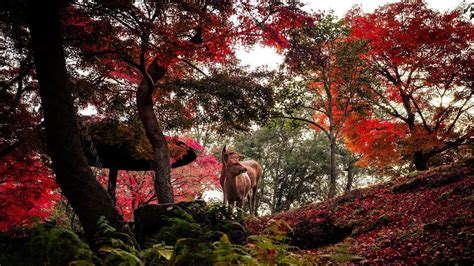 Best Places To Witness Fall Foliage Across Asia