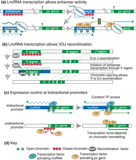 Transcription Of LncRNA Creates Permissive Chromatin Environment A