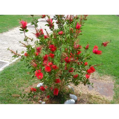 Калистемон (Callistemon)
