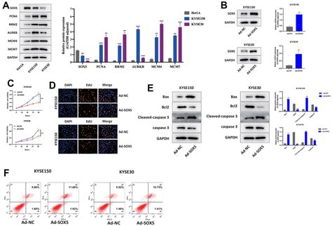 Unveiling The Prognostic Significance Of Sox In Esophageal Squamous