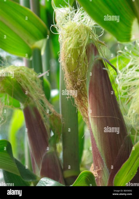 Corn silk Stock Photo - Alamy