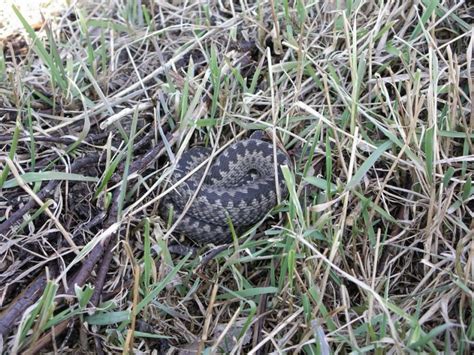 ТОП-6 Способов Как Избавиться от Змей на Участке