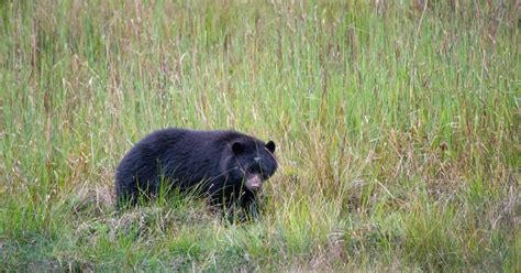 Private Sichtungstour In Chingaza Paramo Andenb R Getyourguide