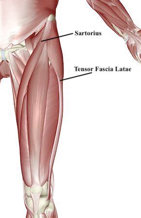 Lateral Compartment Of Leg