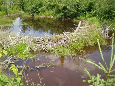 Beaver Dam Free Stock Photo Public Domain Pictures