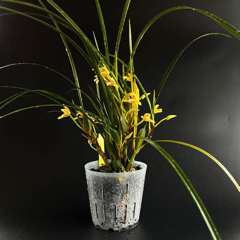 Maxillaria Tenuifolia Yamada Amaos Kalapana Orchid Farm