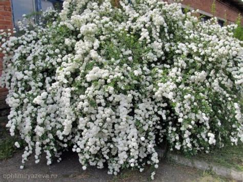 Спирея Ван-Гутта("Невеста"), ЗКС ⋆ Питомник растений ООО ОПХ им. К.А ...