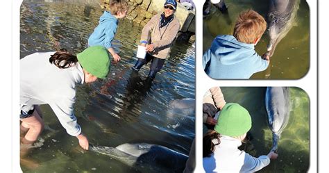 Lucey Blue Dolphin Feeding At Tin Can Bay