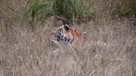 Bandhavgarh Tiger Reserve Feb 2020 Zone Magadhi Youtube