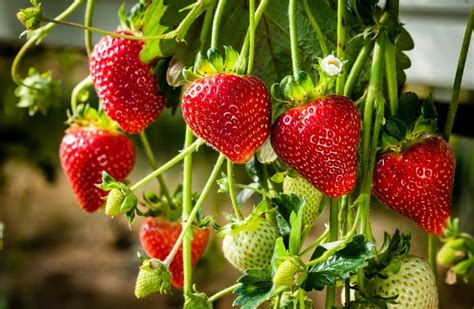 Erdbeeren Pflanzen Tipps Zur Richtigen Pflege Ratgeber