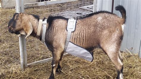 Новый фартук для козла- Оксфорд 600 и корсетная лента. - YouTube