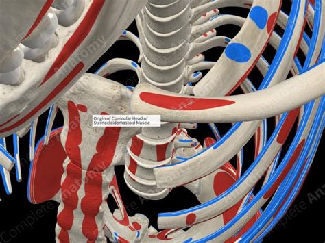 Origin Of Clavicular Head Of Sternocleidomastoid Muscle Complete Anatomy