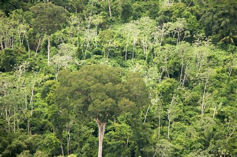 Selva Seca Caracter Sticas Flora Y Fauna