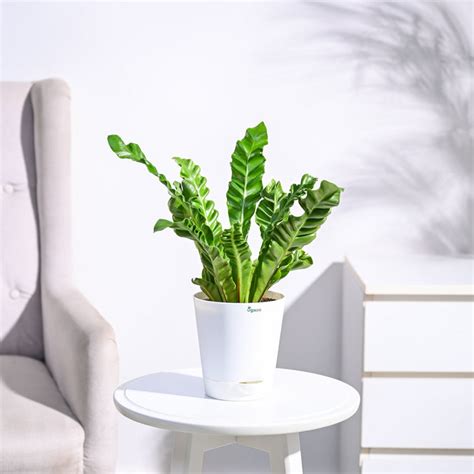 ferns  buy fern plants  india ugaoocom