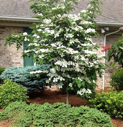 Cornus - Venus Dogwood Tree - Sugar Creek Gardens