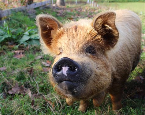pig wallpapers wallpaperscom