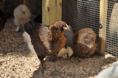 6 Week Old Easter Egger Pullet Or Rooster BackYard Chickens Learn