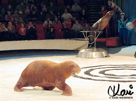 Walrus In Het Circus Circuswereld Forum