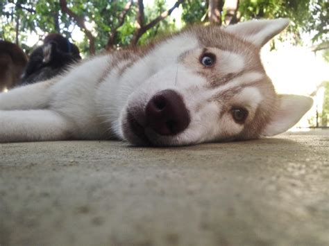 Premium Photo Brown Husky Curiously Lay Down And Look