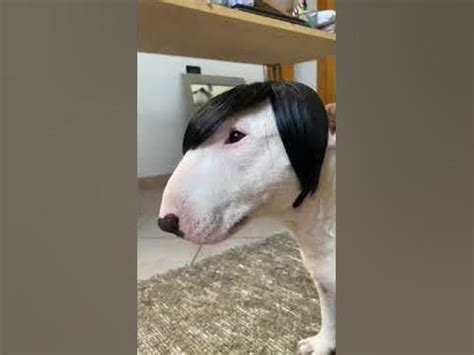 собака дед инсайд - YouTube