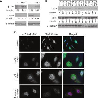 Translocation And Decreased Expression Of Skp2 In Senescent Prostate