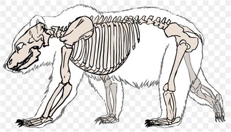 Giant Panda Polar Bear American Black Bear Human Skeleton, PNG, 1862x1072px, Giant Panda ...