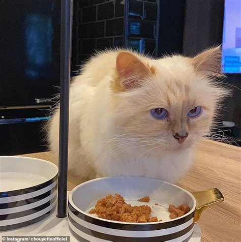 What Happened To Karl Lagerfield S Cat Choupette Daily Mail Online