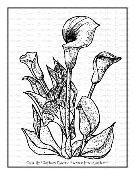 Calla Lily Flowers Free Printable Coloring Page Printable Coloring