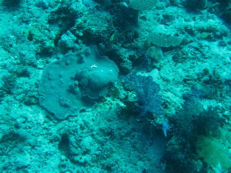 Rainbow-Reef-Scuba-Diving-Taveuni-Fiji-013