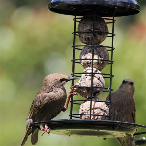 Henry Bell Black Heavy Duty Fat Ball Bird Feeder Ruxley Manor