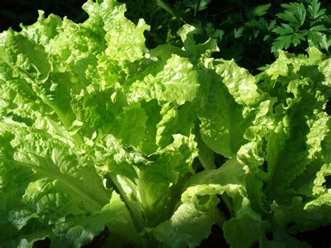 Propiedades Nutricionales Y Beneficios De La Lechuga Growing Lettuce