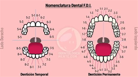 El Esquema Dental Definición Tipos Y Recomendaciones