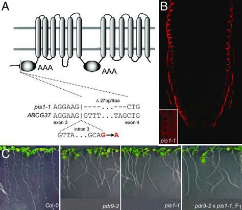 Pis1 Mutant Carries Mutation In The ABCG37 Gene For ATP Binding