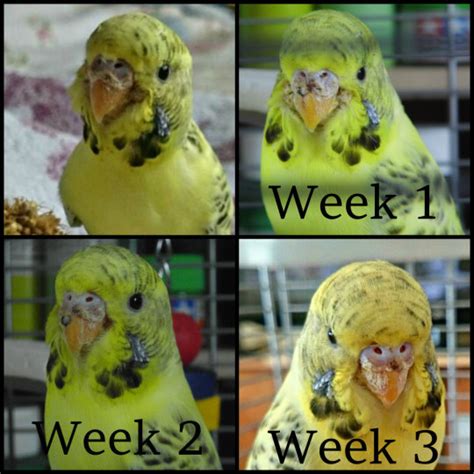 Scaly Face Or Some Thing Else Talk Budgies Forums
