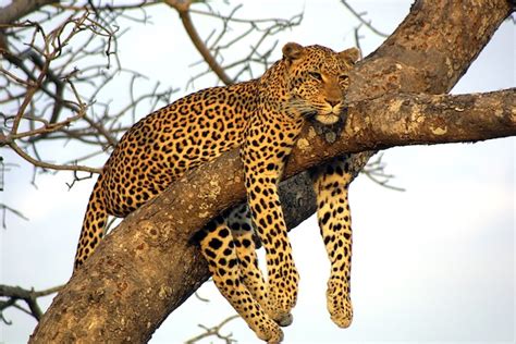 leopard animal facts  information