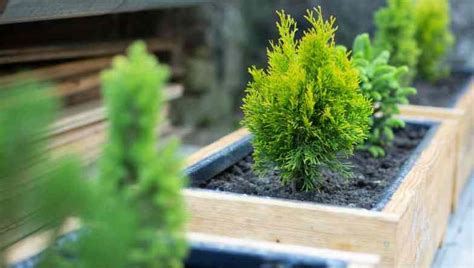 10 Best Dwarf Conifers For Containers